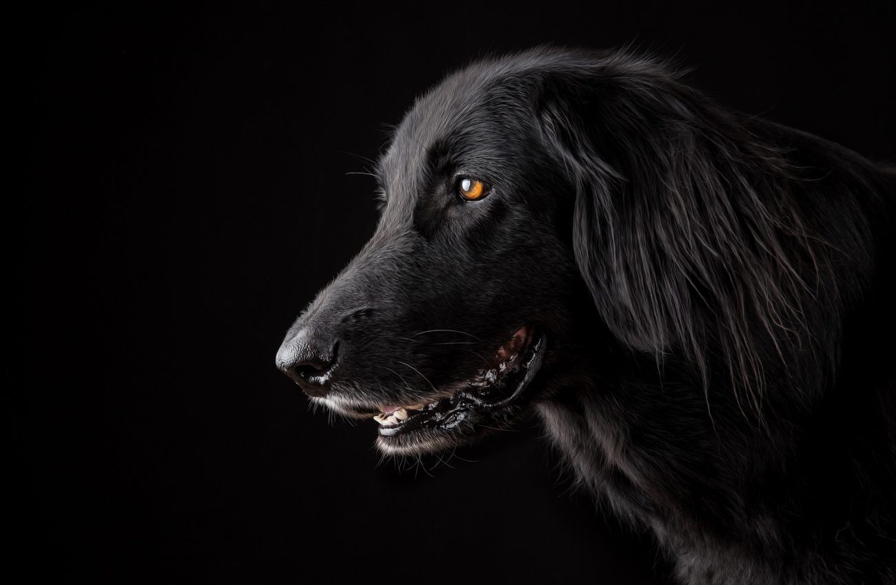 Hairy Hounds Grooming Parlour