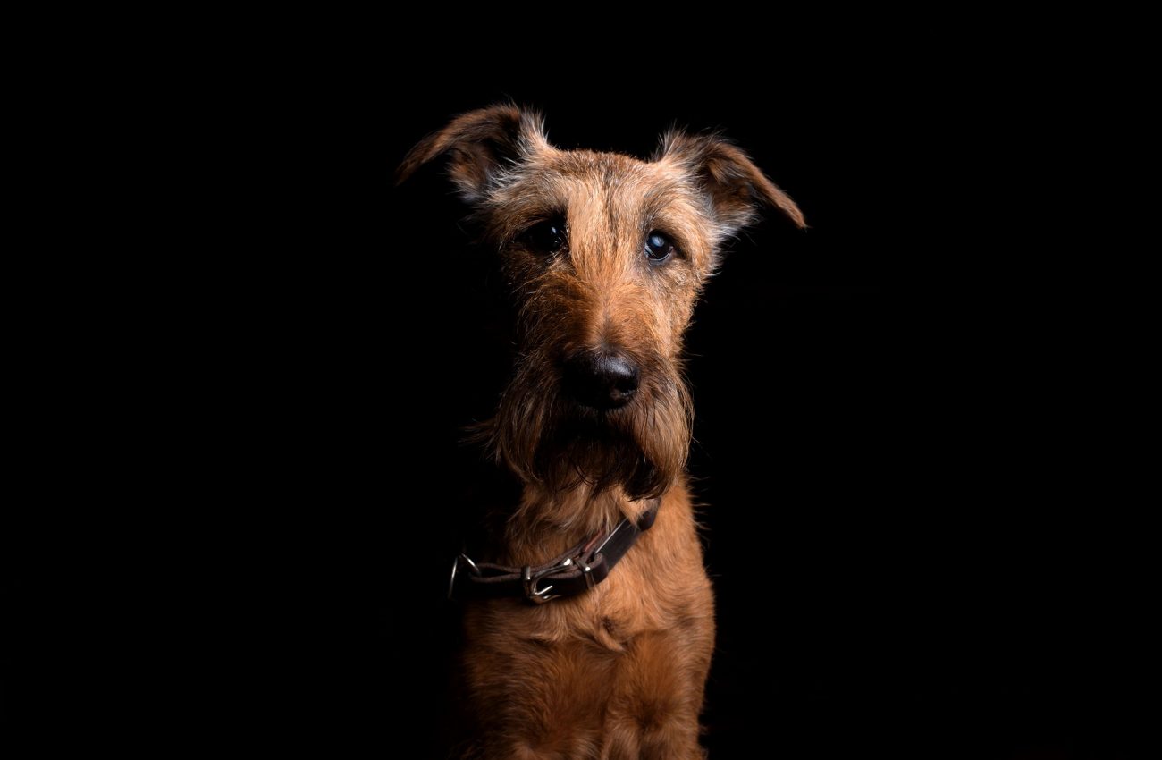 Hairy Hounds Grooming Parlour