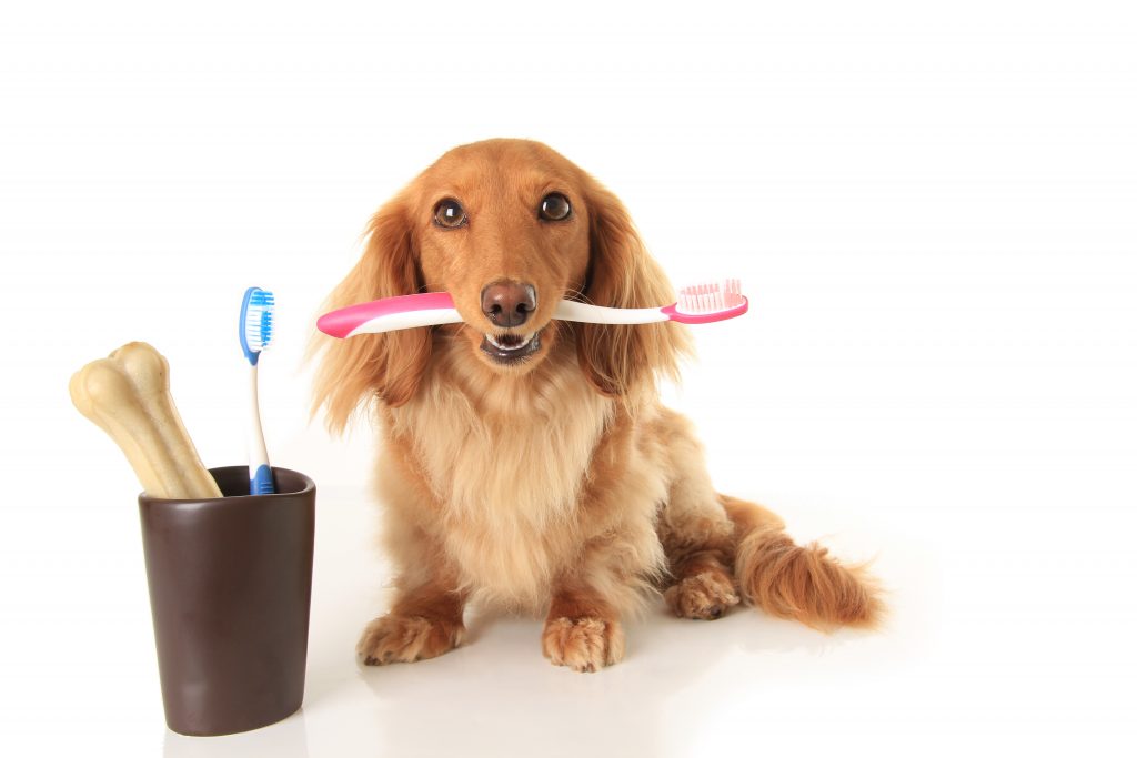 Canine Dental Descaling