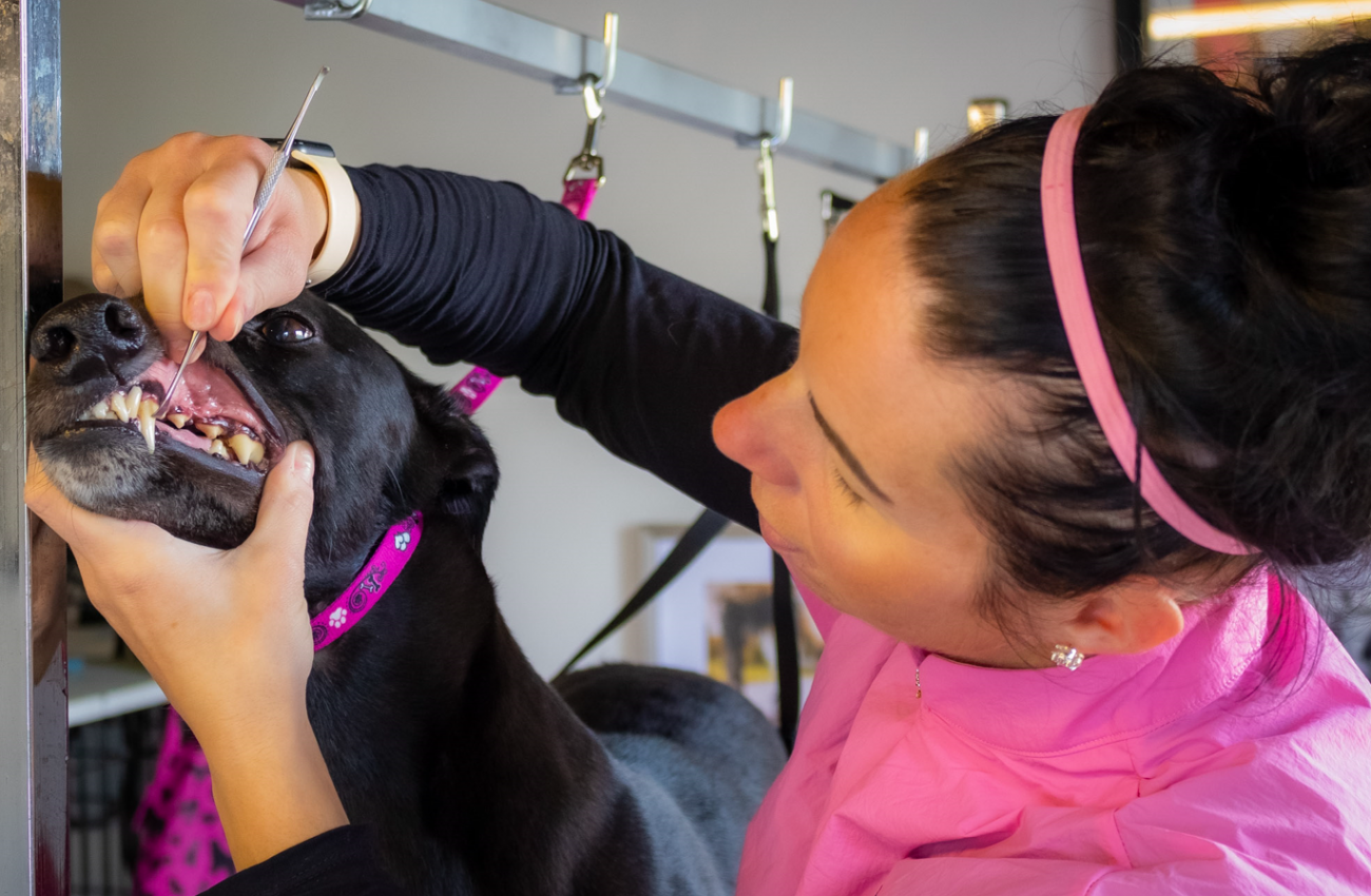 Descaling & Teeth Cleaning
