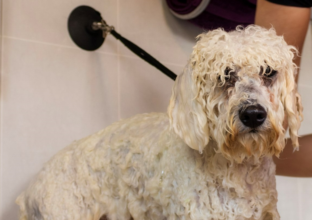 hairy hounds dog bathing and grooming