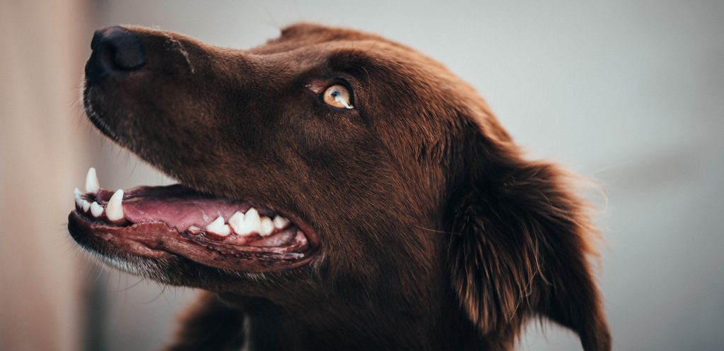 Descaling & Teeth Cleaning