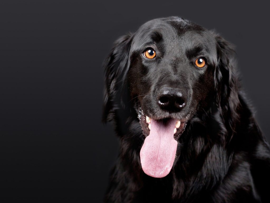 Dog Grooming