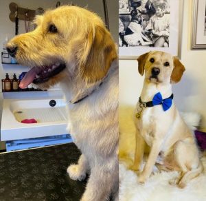 How to prevent matts in dogs
