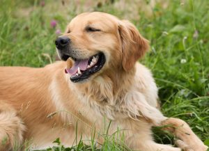 How To Remove Matts From Your Dogs Coat