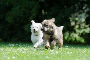 What causes matting in dogs?